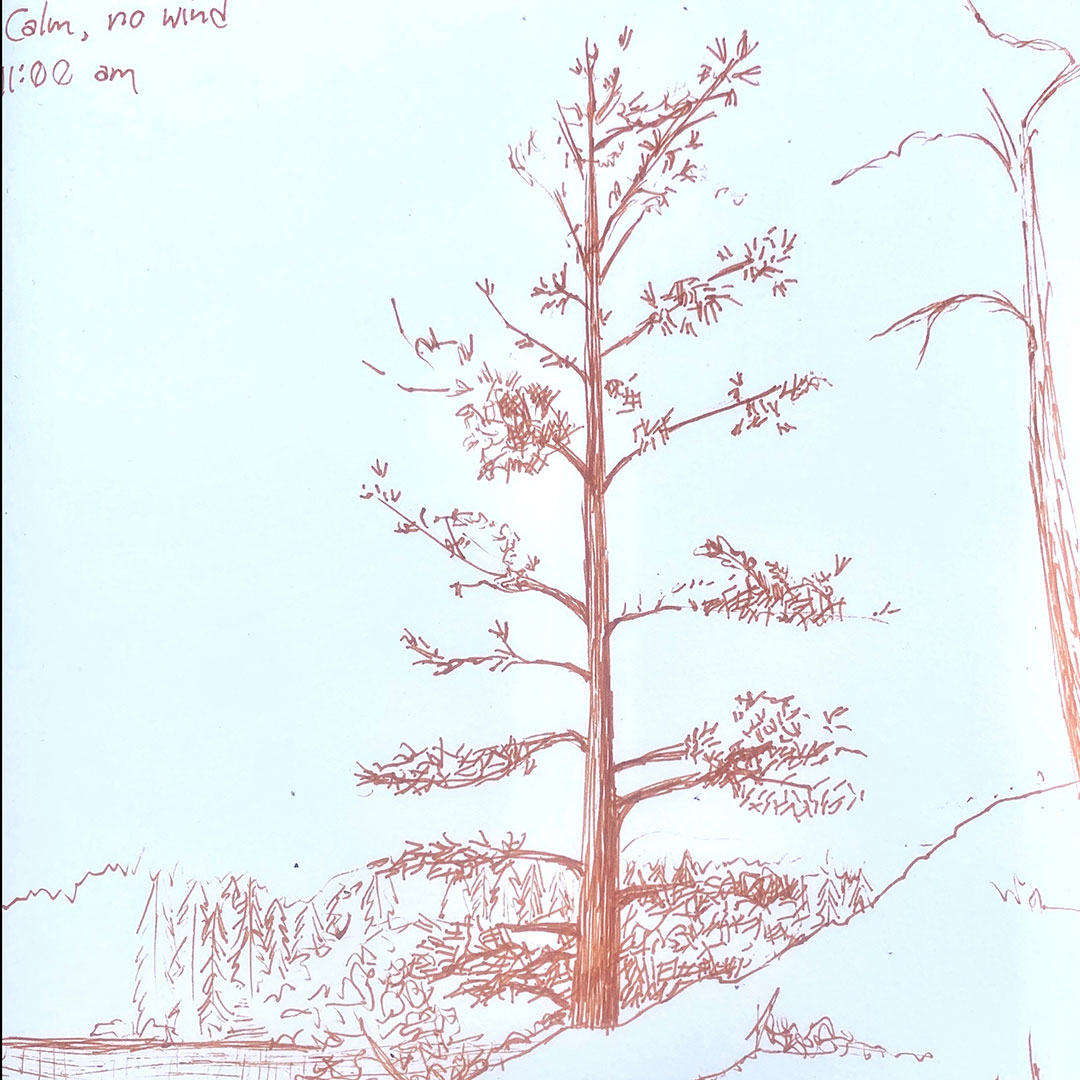 Sketch of Tree by Shantell Powell